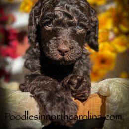 Peace - Brown male Poodle puppy in Greenville, North Carolina from Grace Poodles