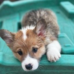Torpedo - Sable male Pembroke Welsh Corgi puppy in Nortonville, Kansas from Low Riders Corgis & Mini Aussies