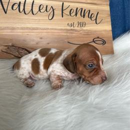 Red pie - Red female Dachshund puppy in Spicer, Minnesota from Arrow Valley