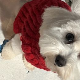 Daisy - Maltipoo