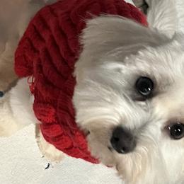 Daisy - Maltipoo