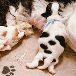 Francois - Tri-color male Cavalier King Charles Spaniel puppy in Tucson, Arizona from Unicorn Tears and Cavaliers