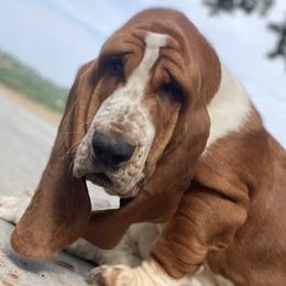 Basset Hounds and Great Danes from Sugar Creek Kennels