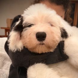 Old English Sheepdog puppies from Cotufas