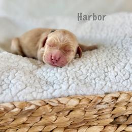 Harbor - Golden male Golden Retriever puppy in San Bernardino, California from Thegoldendreams1