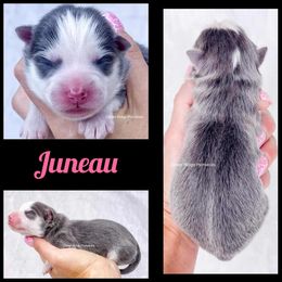 Pomsky Puppies from Rocky Mountain Pomskies