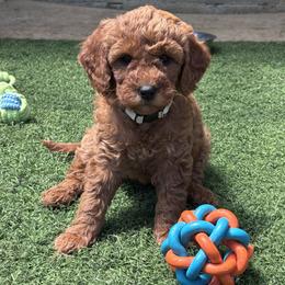 Goldendoodle and Poodle Puppies from East Valley Pups