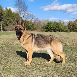 Avarie - German Shepherd