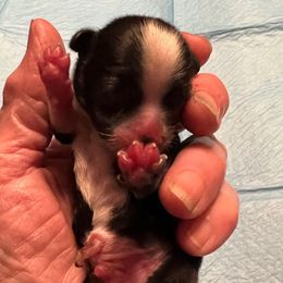 Cooper - Royal blue collar - Black and white male Shih Tzu puppy in Mays Landing, New Jersey from Fancy Paws Shorkies & Shih Tzus