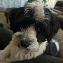 Sweet Pea - Havanese