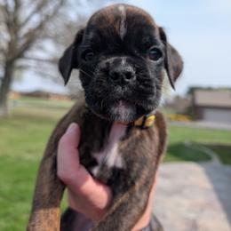 Heather - Brindle female Boxer puppy in Campbellsville, Kentucky from Bellbox German Boxers