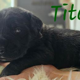 Titos - Brindle male Mastiff puppy in Linton, Indiana from Riggins Mastiffs and Danes