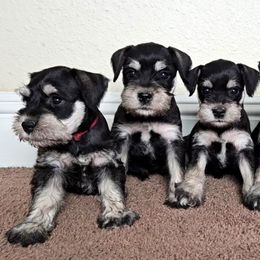 Miniature Schnauzer Puppies from Halo Schnauzer