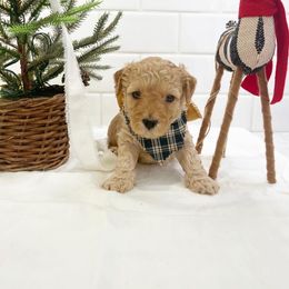 Goldendoodle Puppies from Proctor’s Petite Goldendoodles