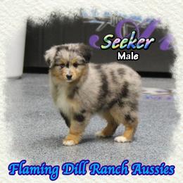 Seeker - Blue merle male Toy Australian Shepherd puppy in Forestburg, Texas from Flaming Dill Ranch Aussies