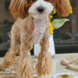 Nova - Poodle