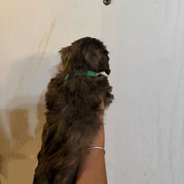Boy 2 - Sable and white male Shih Tzu puppy in Seguin, Texas from Dolled Up Shih Tzus