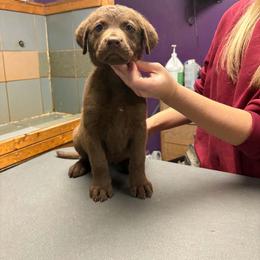 Pink - Light brown female Chesapeake Bay Retriever puppy in Plainwell, Michigan from Gun River Chesapeake Bay Retrievers