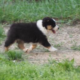 Stella - Black tri-color female Australian Shepherd puppy in Cape Girardeau, Missouri from Promise Keeper Kennel