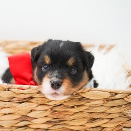 Golden Retriever, Miniature American Shepherd, and Siberian Husky Puppies from HuskiesAndGoldensWithFinesse