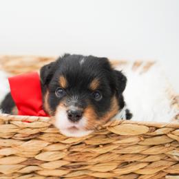 Golden Retriever, Miniature American Shepherd, and Siberian Husky Puppies from HuskiesAndGoldensWithFinesse