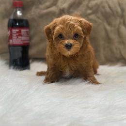 Penny - Red female Yorkipoo puppy in Oakland, Kentucky from Imperial Dogs
