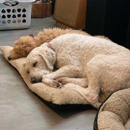 Freya - Goldendoodle