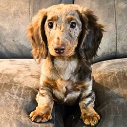 Dachshunds from Sunset Dachshunds