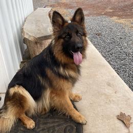 Mollie Vom Top Gun - Black and red female German Shepherd puppy in Great Cacapon, West Virginia from Top Gun Shepherds, LLC