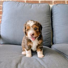 Primrose - Merle female Bernedoodle puppy in Gilbert, Arizona from San Tan Doodles