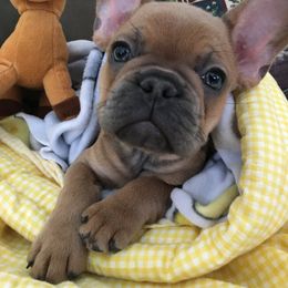 French Bulldog Puppies from Excuse My Frenchie Co