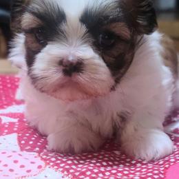 Girl 1 - Sable and white female Shih Tzu puppy in Belleville, Michigan from Patricia's Heavenly Earth Angels