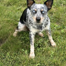 Bella - Australian Cattle Dog