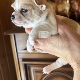Dark blue - Sable spotted white male Chihuahua puppy in Isanti, Minnesota from Happy Little Chihuahuas