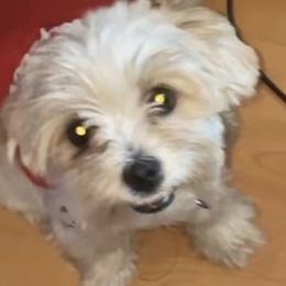 Mammas - Morkie