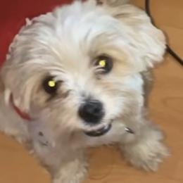 Mammas - Morkie