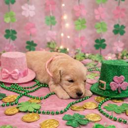 Joy - Cream female Goldendoodle puppy in Houston, Texas from Were The Mack'Doodles