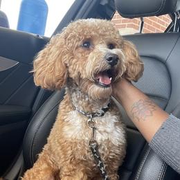 Aries - Goldendoodle