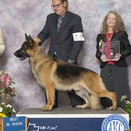 Gizmo - German Shepherd