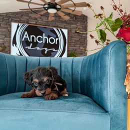 P I N K- teddy bear - Tri-color female Yorkipoo puppy in Pleasant View, Utah from Anchor Dogs