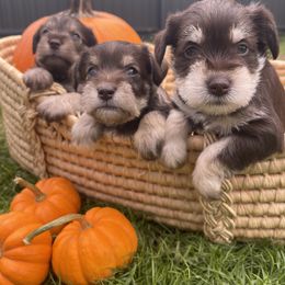 Miniature Schnauzer Puppies from Miniature Schnauzer Paradise llc