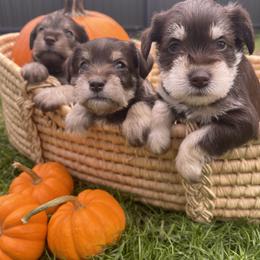 Miniature Schnauzer Puppies from Miniature Schnauzer Paradise llc