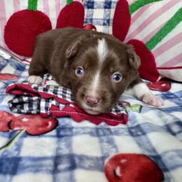Bing - Red tri male Miniature Australian Shepherd puppy in California from Eagle River Aussies