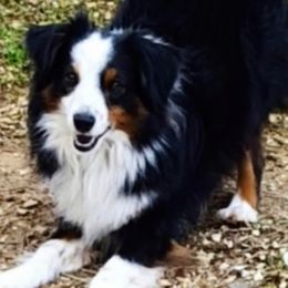 Miniature Australian Shepherds from Wing and a Prayer