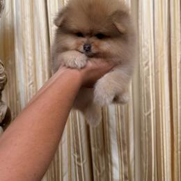 Teddy - Beaver male Pomeranian puppy in Bonita Springs, Florida from 🤎 Dreaming Puppies 🐶