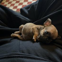 Dobby - Fawn male French Bulldog puppy in Roanoke Rapids, North Carolina from Ferrell’s Frenchies