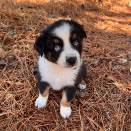 Rowdy-BTM - Black tri-color male Australian Shepherd puppy in Nacogdoches, Texas from TK Standard, Mini, & Toy Aussies