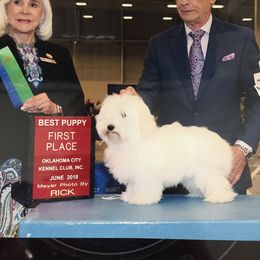 Coton de Tulear Puppies from Legacy Cotons