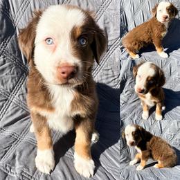 Red tri male 1 - Red tri male Miniature Australian Shepherd puppy in Brooker, Florida from Honey, I Shrunk the Aussies