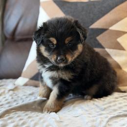 Meraxes - Black tri female Miniature Australian Shepherd puppy in Cody, Wyoming from Quartz Creek Aussies